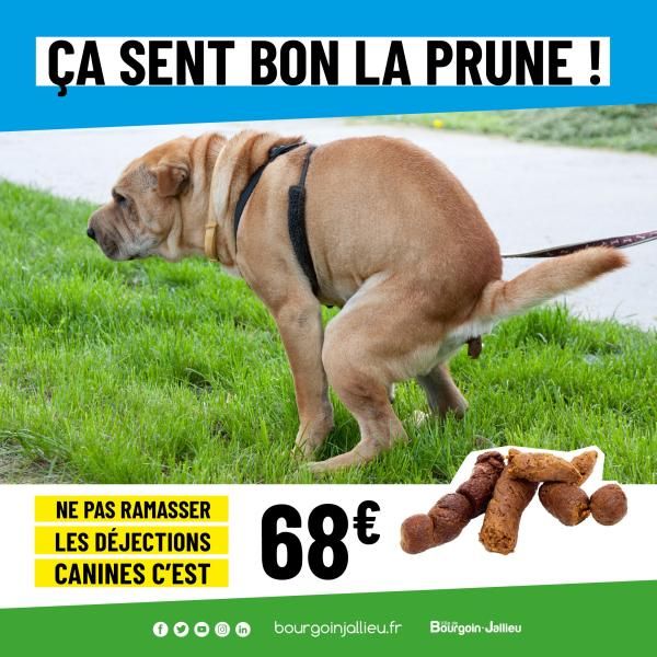 declinaisons CAMPAGNE CROTTES