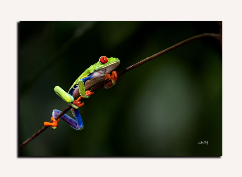 Exposition "Regard Nature"