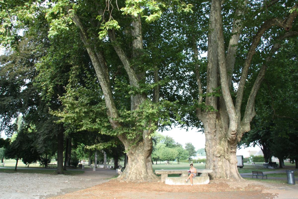 25-platane-lilattes