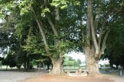 25-platane-lilattes
