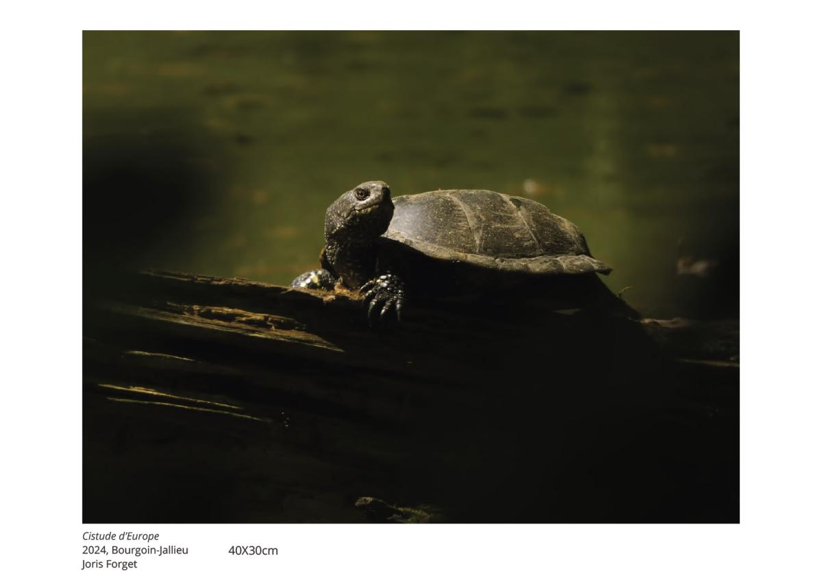 tortue