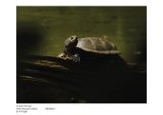 tortue